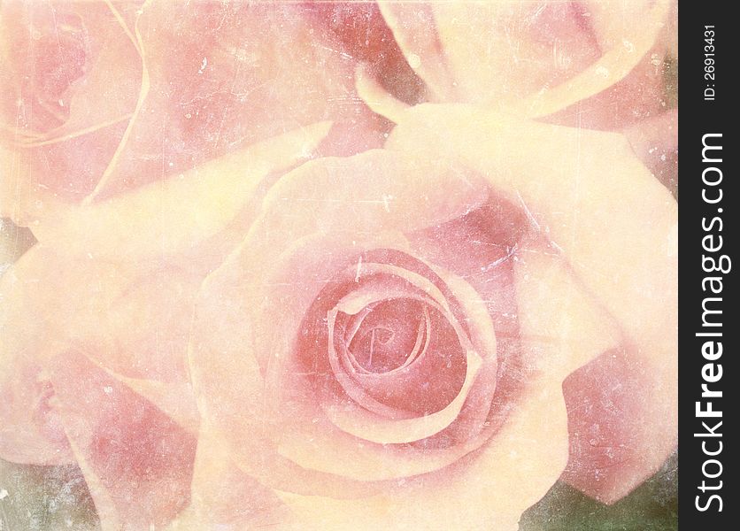 Vintage photo of pink roses. Vintage photo of pink roses