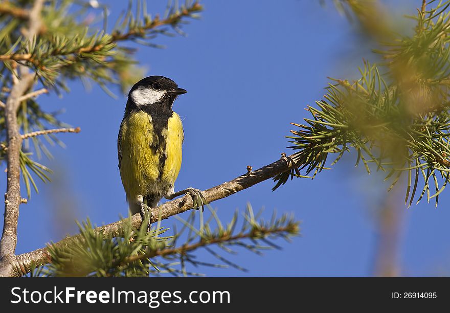 Great tit is perching on a tree branch