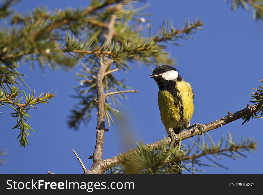 Great tit is perching on a tree branch