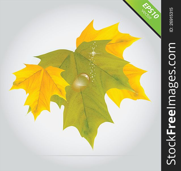 Vector autumn leaves yellow and green color