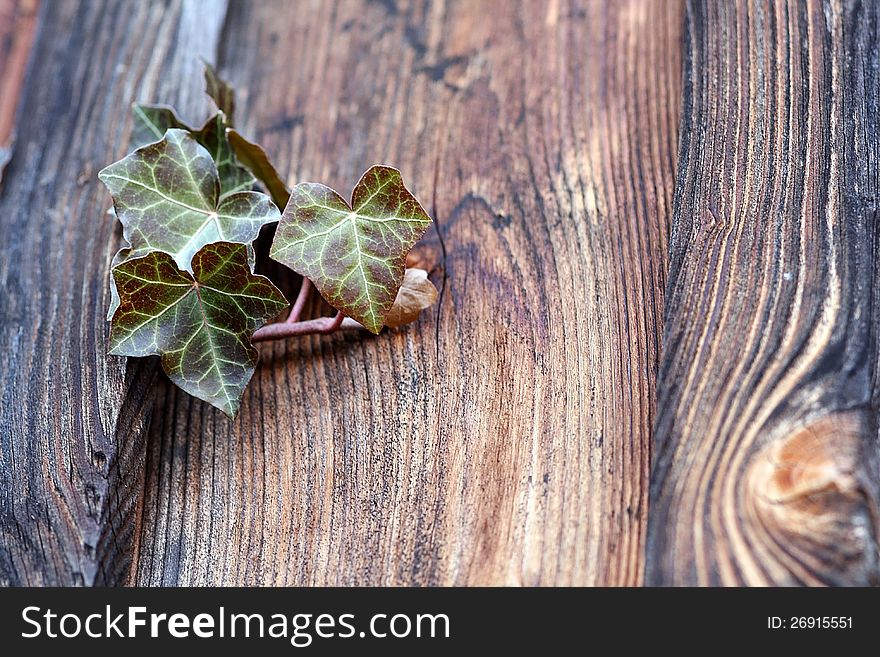 An ivy plant grows from a wooden board