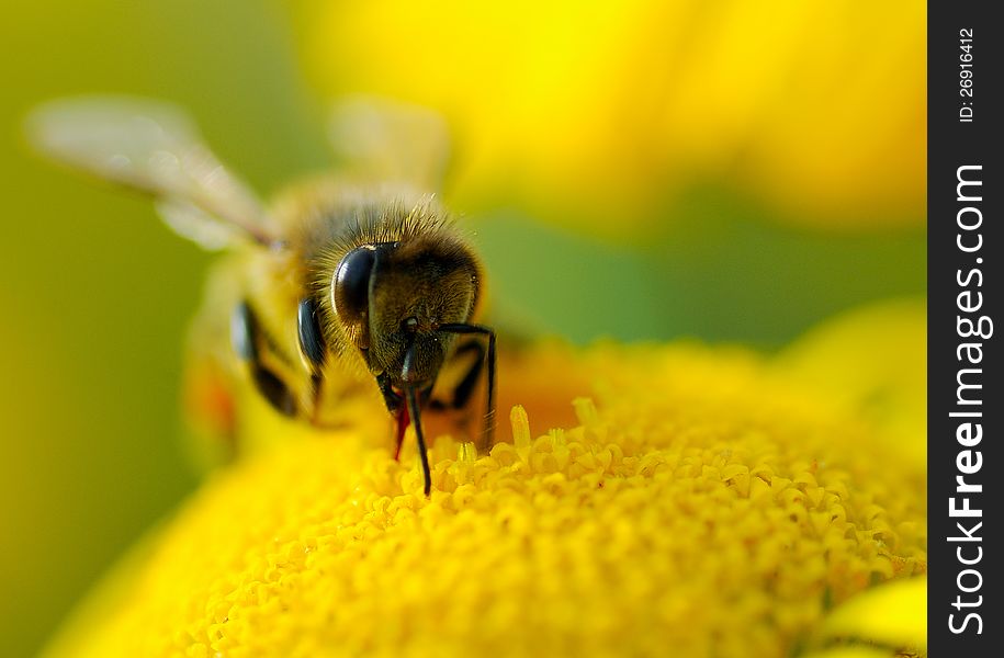 A bee sucking nectar of the flower in spring