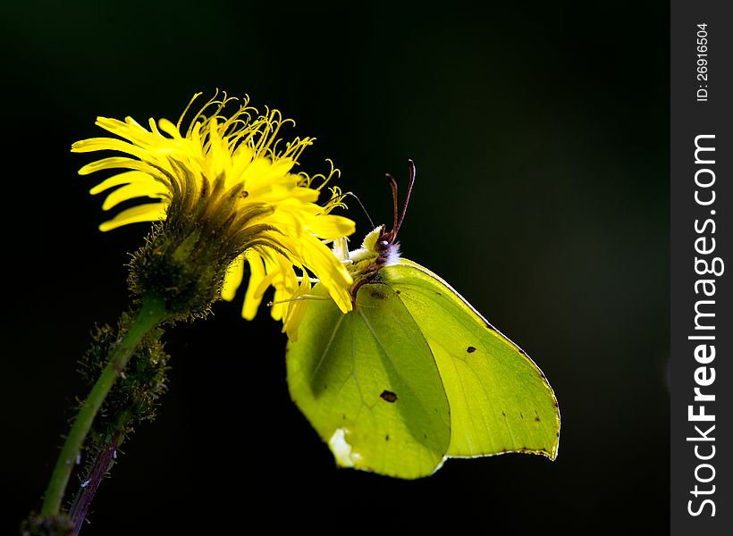 The brimstone butterfly and the hawkweed against the light with a black background. Uppland, Sweden. The brimstone butterfly and the hawkweed against the light with a black background. Uppland, Sweden.
