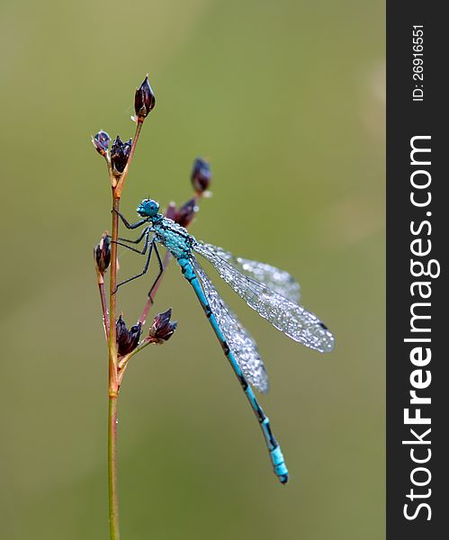 Dragonfly Dew-sprinkled &x28;Coenagrion Puella&x29;