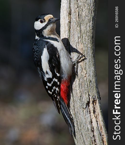 The great spotted woodpecker posing beautiful in the sun so the back feathers really shimmers. Uppland, Sweden. The great spotted woodpecker posing beautiful in the sun so the back feathers really shimmers. Uppland, Sweden