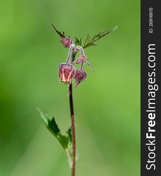 A single water avens with their beautiful blossoms and a green background. Uppland, Sweden. A single water avens with their beautiful blossoms and a green background. Uppland, Sweden