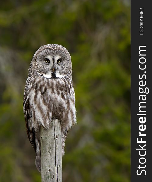 The rare Great Grey Owl in the favorite position on a post watching for a vole. Uppland, Sweden. The rare Great Grey Owl in the favorite position on a post watching for a vole. Uppland, Sweden