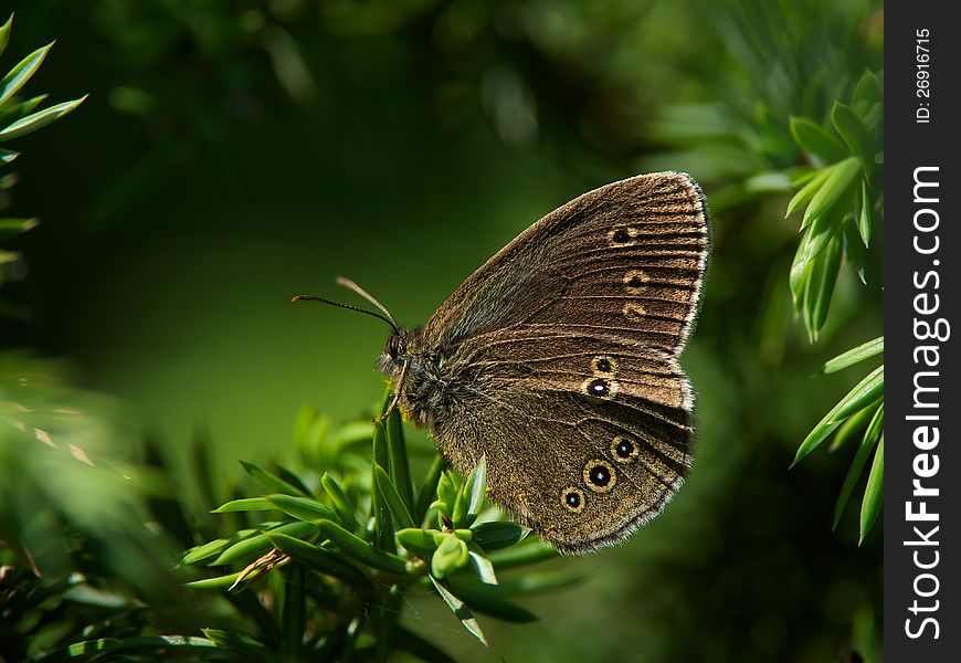 Butterfly Grayling &x28;Aphantopus Hyperantus&x29;