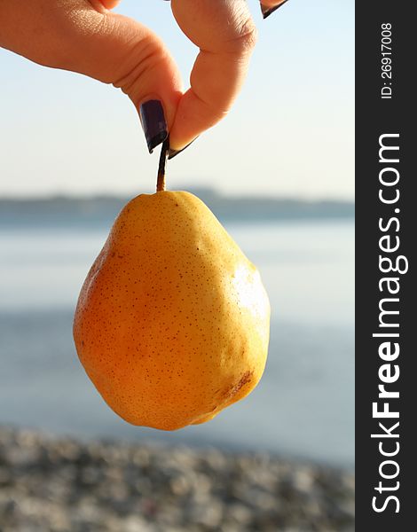 Hanging ripe pear cannot be eat. in a woman's hand. Hanging ripe pear cannot be eat. in a woman's hand