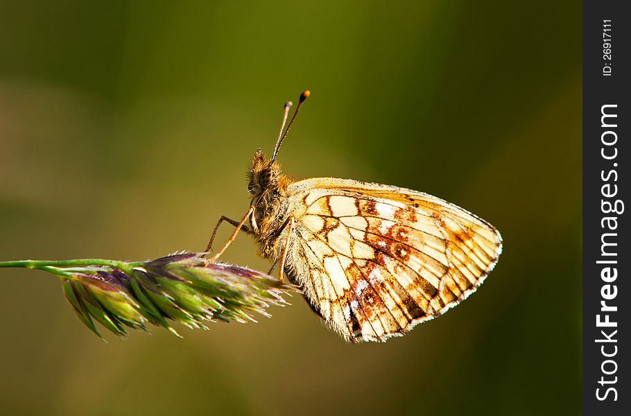 The beautiful Lesser Marbled Fritillary Butterfly on a straw with a green background. Uppland, Sweden. The beautiful Lesser Marbled Fritillary Butterfly on a straw with a green background. Uppland, Sweden