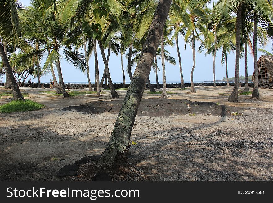 Shady coconut palm grove at Puuhonua o Honaunau Place of Refuge on the big island of Hawaii. Shady coconut palm grove at Puuhonua o Honaunau Place of Refuge on the big island of Hawaii.