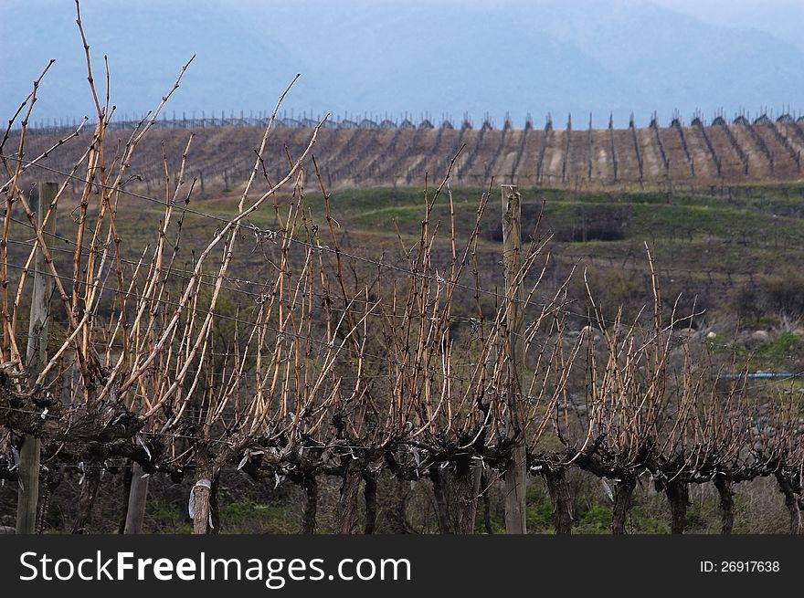 Vineyards in winter before being pruned