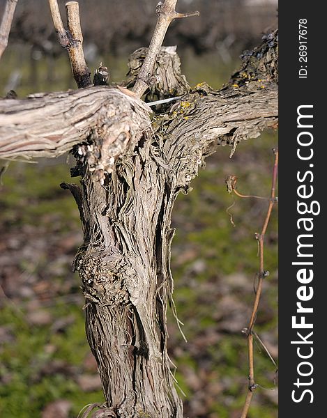 Detail of the vine at the be pruned in winter. Detail of the vine at the be pruned in winter.