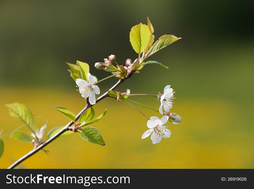 Flowering cherry tree twig