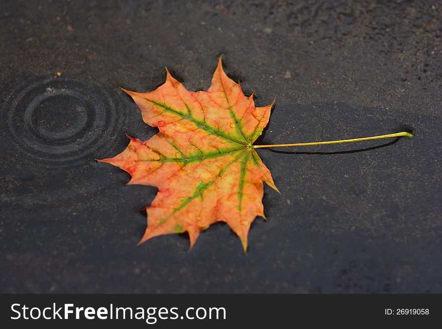 Rain. Beautiful autumn maple leaf