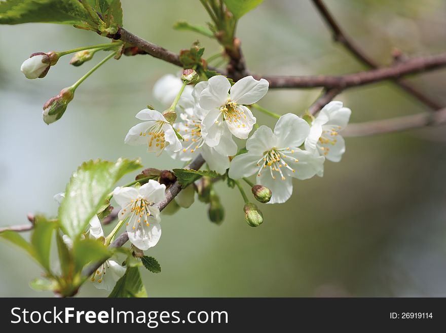 Flowering cherry twig