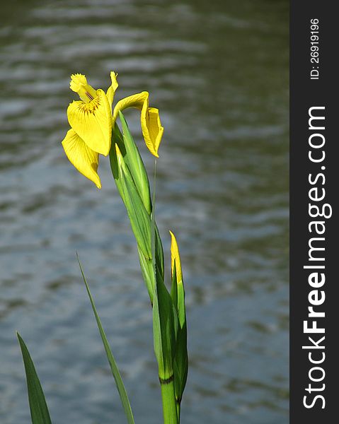 One flower a yellow Iris against water