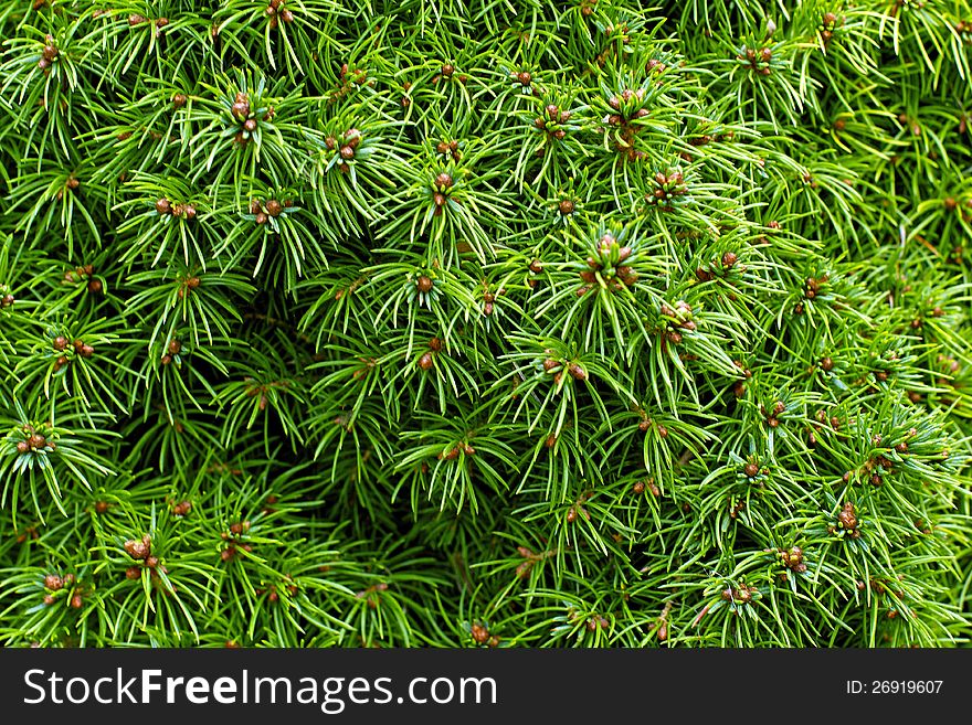 Christmas tree fir branch