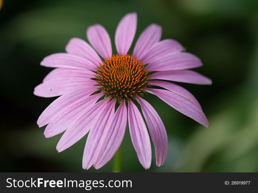 Spring flower Purple echinacea closeup