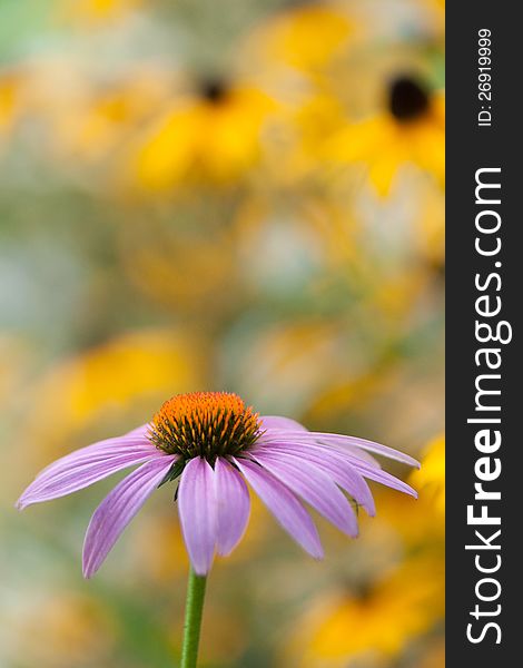 Spring flower Purple echinacea closeup