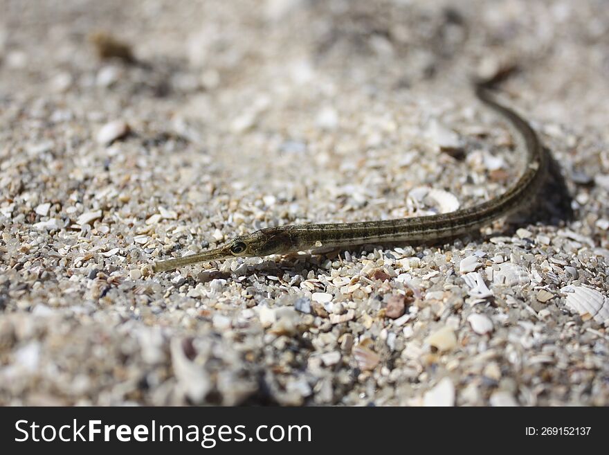 Fish Needle, Family Of Marine