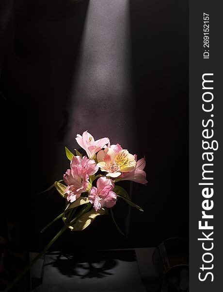 on black background alstroemeria flowers under a ray of light