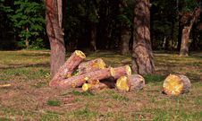 Heap Of Sawn Pine Logs Stock Image Heap Of Sawn Pine Logs Stock Image