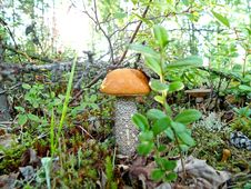 Lone Mushroom Boletus Royalty Free Stock Images Lone Mushroom Boletus Royalty Free Stock Images
