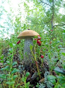 Lone Mushroom Boletus Royalty Free Stock Image Lone Mushroom Boletus Royalty Free Stock Image