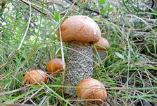 Family Boletus Royalty Free Stock Photos Family Boletus Royalty Free Stock Photos
