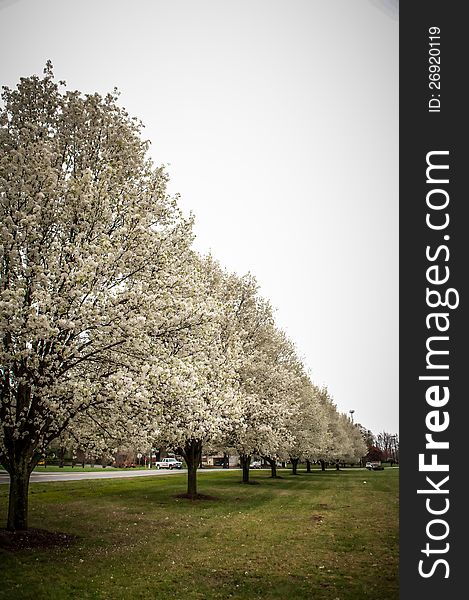 Perspective of spring blossoming trees. Perspective of spring blossoming trees