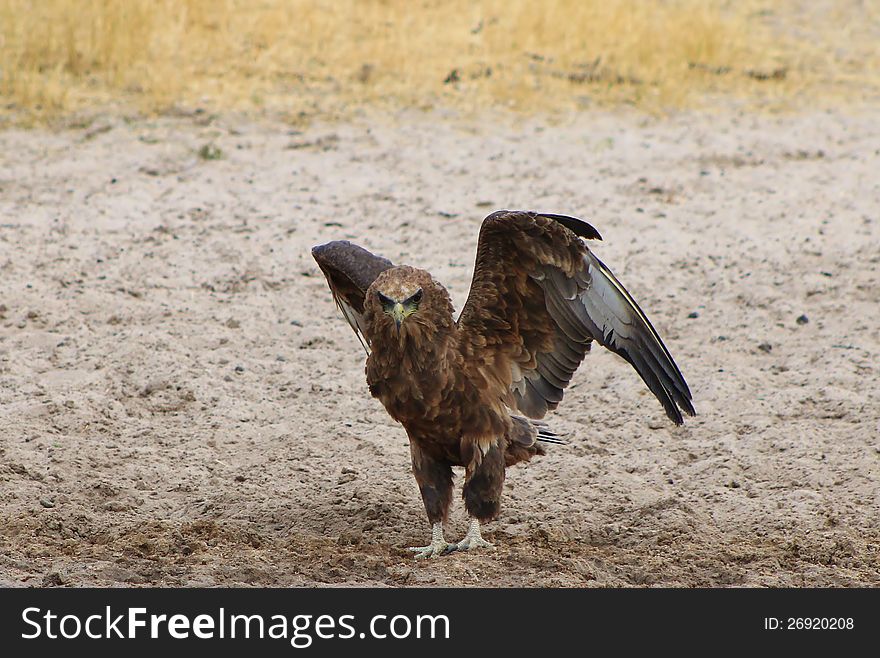 An adult Brown Snake Eagle with wings opening up. Photo taken in Namibia, Africa. An adult Brown Snake Eagle with wings opening up. Photo taken in Namibia, Africa.