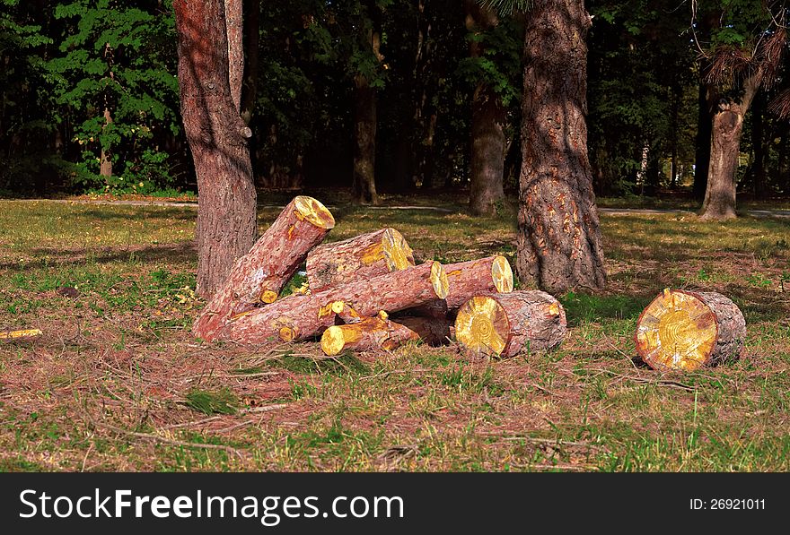 Heap of sawn pine logs in a park