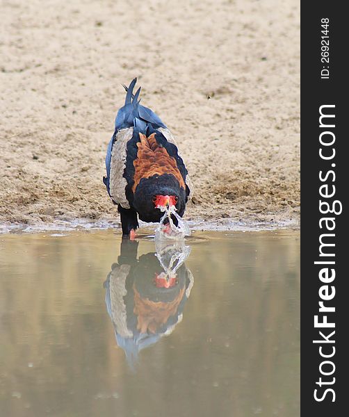 An adult Bateleur Eagle having a drink at a watering hole on a game ranch. Photo taken in Namibia, Africa. An adult Bateleur Eagle having a drink at a watering hole on a game ranch. Photo taken in Namibia, Africa.