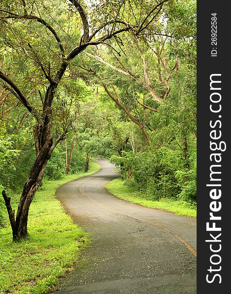 Asphalt Road In The Forest