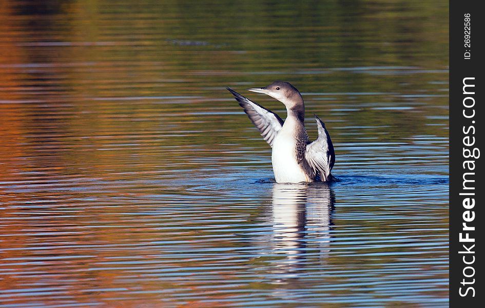 Young Common Loon