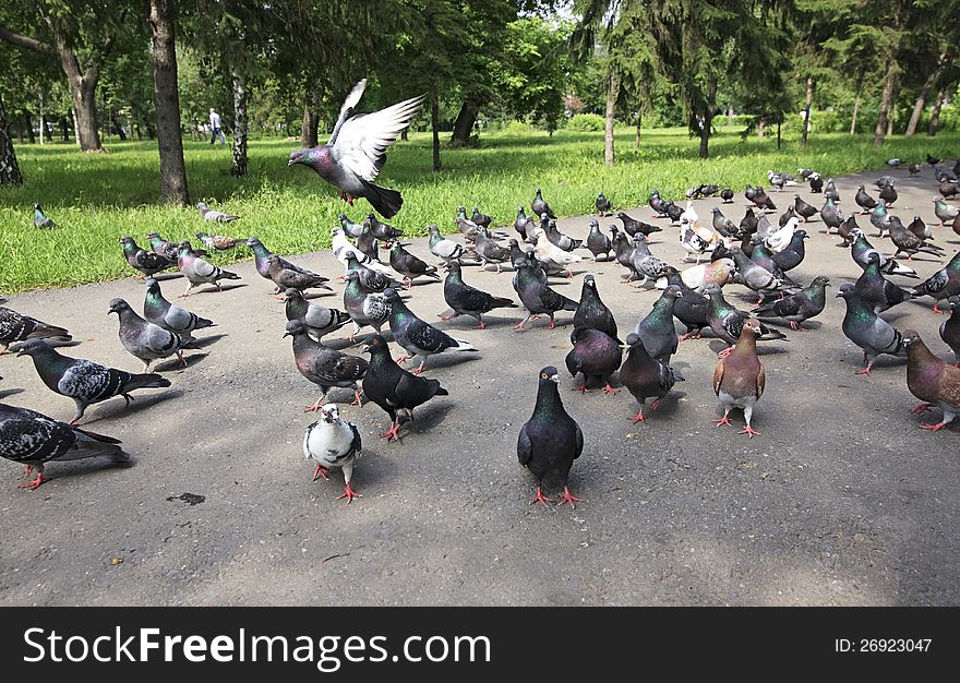 Flock of pigeons in a city park.