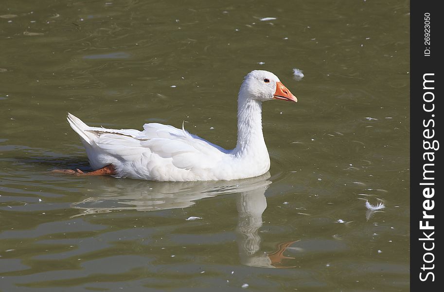 Home White Goose Swimming In A Pond.