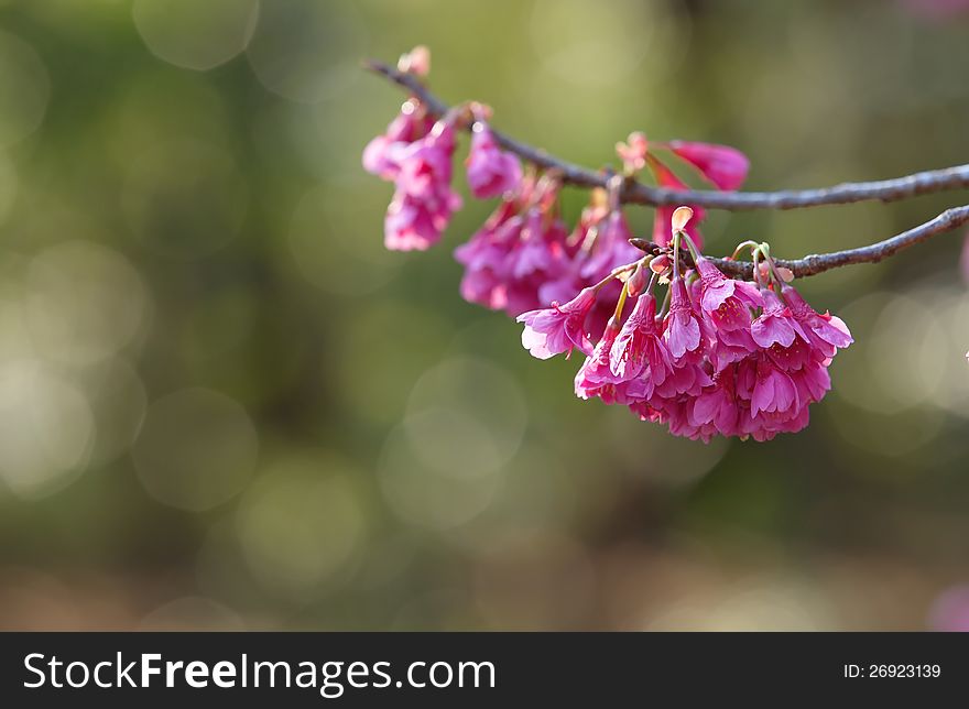 Sakura season is beautiful season in japan and on aprial. Sakura season is beautiful season in japan and on aprial