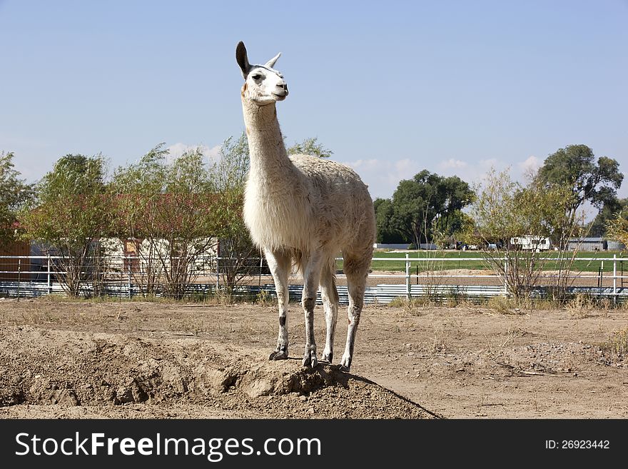 Llama on a mound of dirt modeling. Llama on a mound of dirt modeling