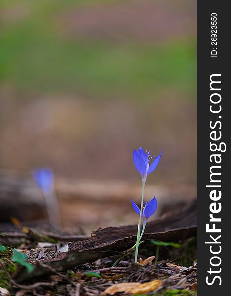 Beautiful wild crocus flowers in a mountain forest