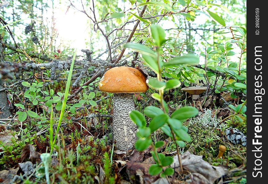 Lone Mushroom Boletus