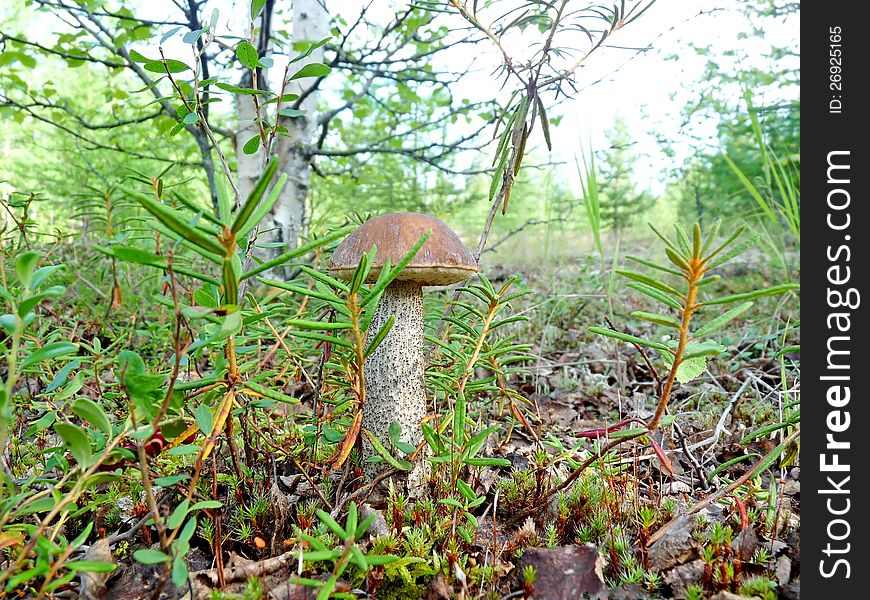 Lone Mushroom Boletus