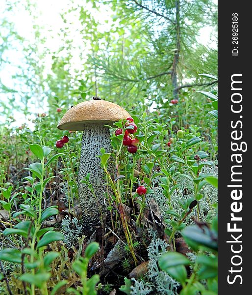 Closest relative aspen is boletus, orange-cap boletus on the constitution belongs to the tube. Closest relative aspen is boletus, orange-cap boletus on the constitution belongs to the tube