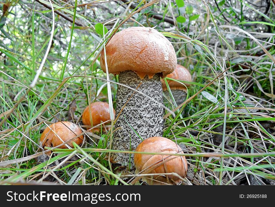 Closest relative aspen is boletus, orange-cap boletus on the constitution belongs to the tub. Closest relative aspen is boletus, orange-cap boletus on the constitution belongs to the tub