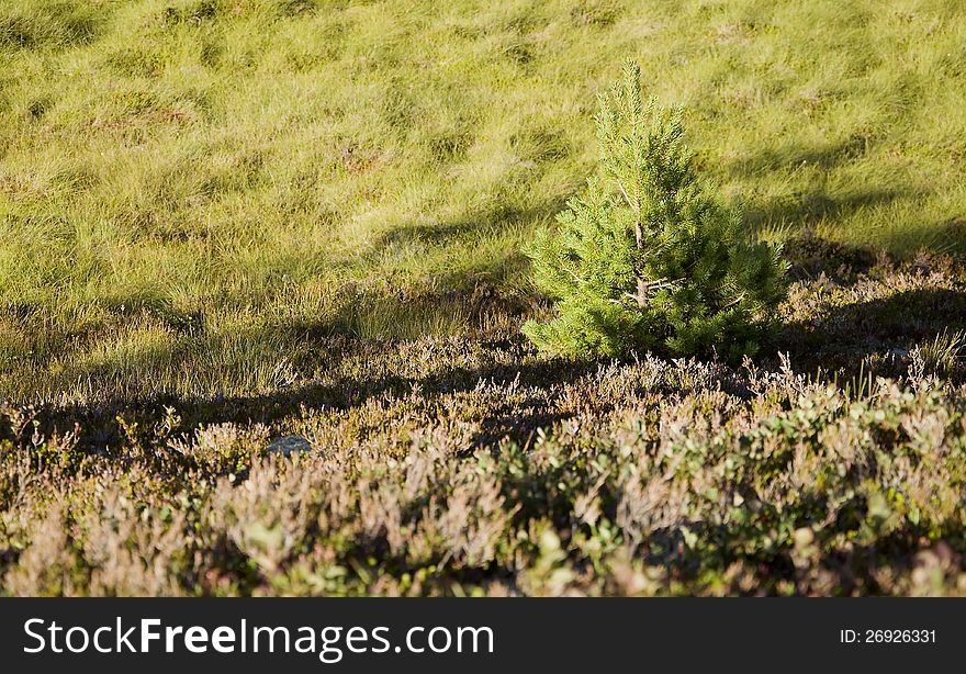 Tree and grass on rural mountain in outdoor scene. Tree and grass on rural mountain in outdoor scene