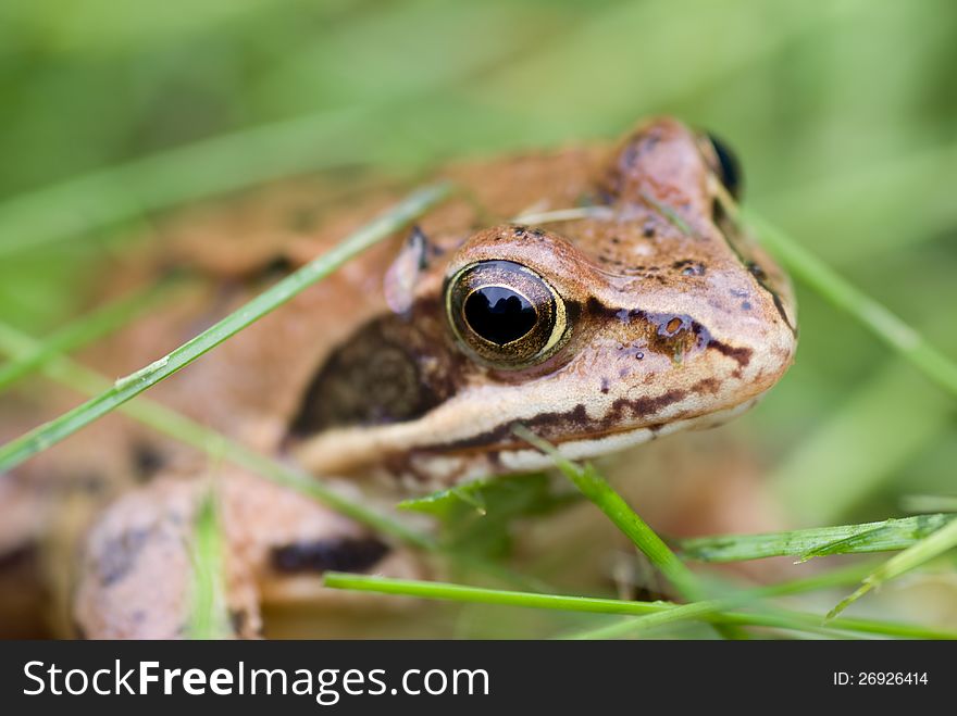 Frog in the grass. Close-up. Focus on the eyes.