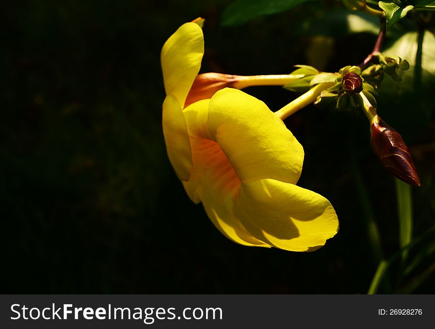 The sunlight， yellow flowers above