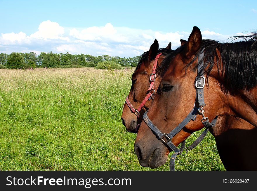 Two horses, being grazed on a green meadow in a summer sunny day