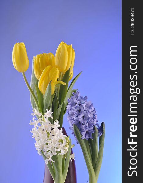 Spring tulips,  hyacinth over blue background. Spring tulips,  hyacinth over blue background